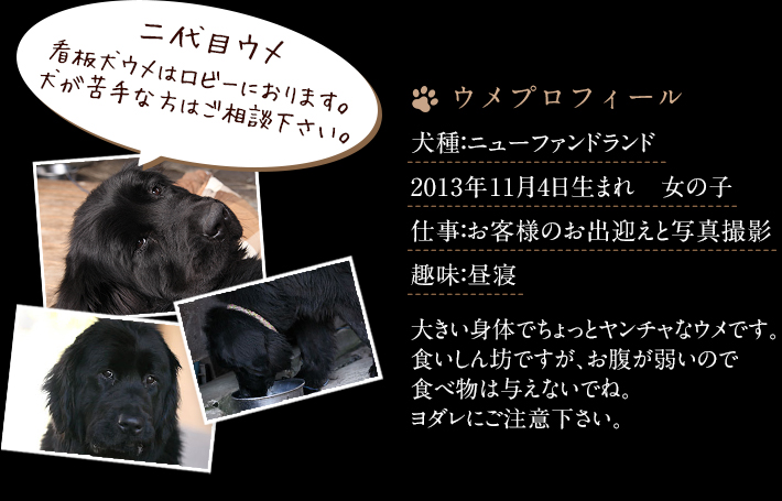 ウメプロフィール